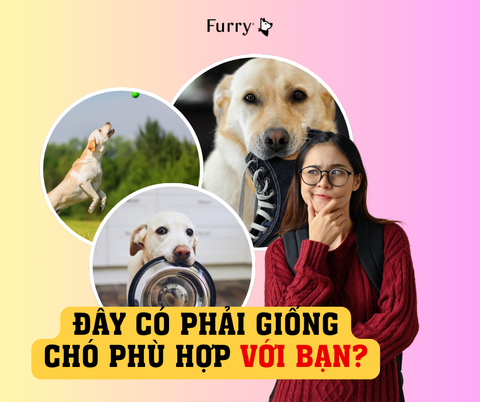 Nuôi Chó Labrador Có Khó Không? 5 Điều Bạn Cần Biết Trước Khi Đón Về Nhà