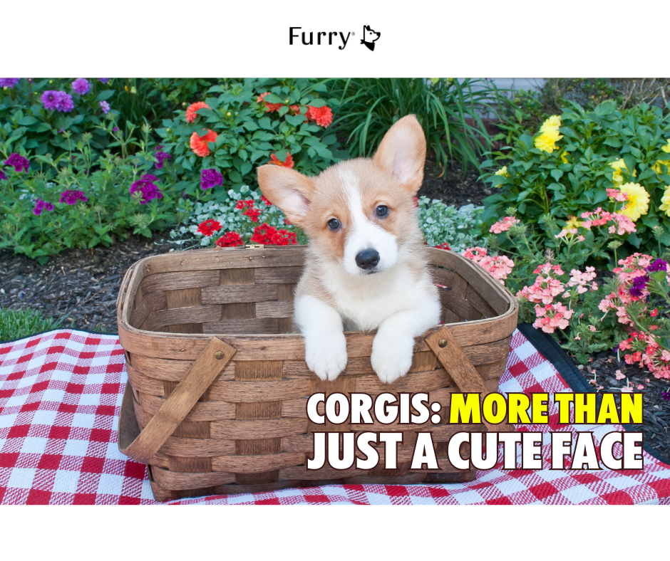 Is Raising a Corgi Really Easy? 5 Fun Facts You Should Know