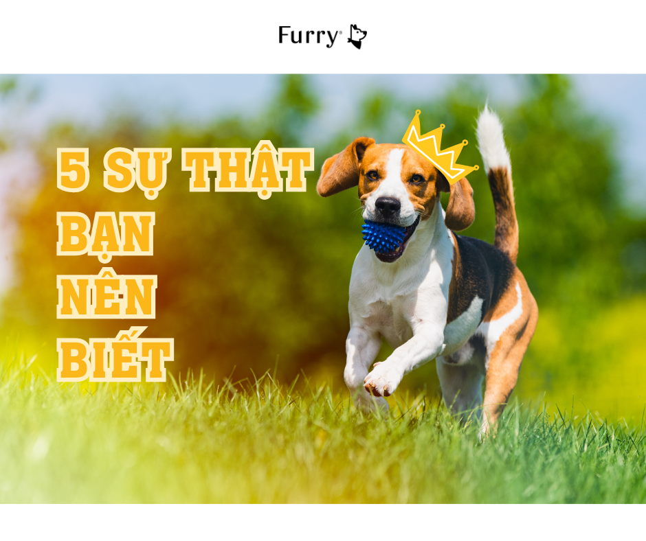 Beagle có phù hợp với gia đình không? 5 lý do bạn nên biết