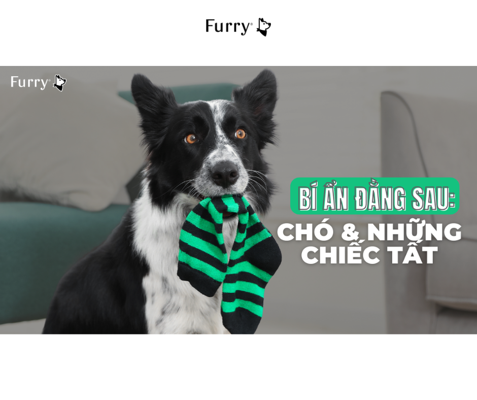 Vì Sao Chó Hay Lấy Trộm Tất Và Đồ Lót Của Chủ? 5 Điều Có Thể Bạn Chưa Biết