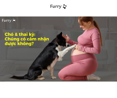 Chó Có Nhận Biết Được Bạn Đang Mang Thai Không?
