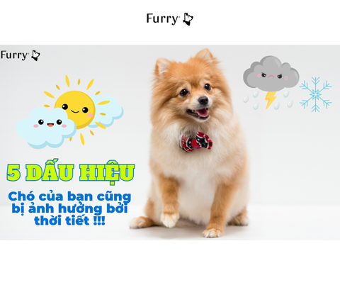 Chó Phản Ứng Thế Nào Khi Thời Tiết Thay Đổi? 5 Điều Có Thể Bạn Chưa Biết