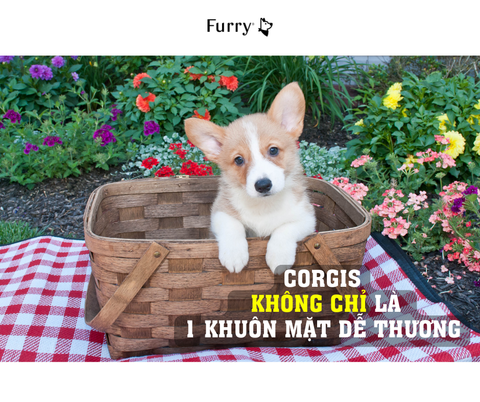 Nuôi Chó Corgi Có Thật Sự Dễ Không? 5 Sự Thật Thú Vị Bạn Nên Biết