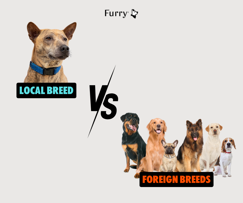 Should You Raise a Local Dog or a Foreign Breed? 5 Important Things to Know