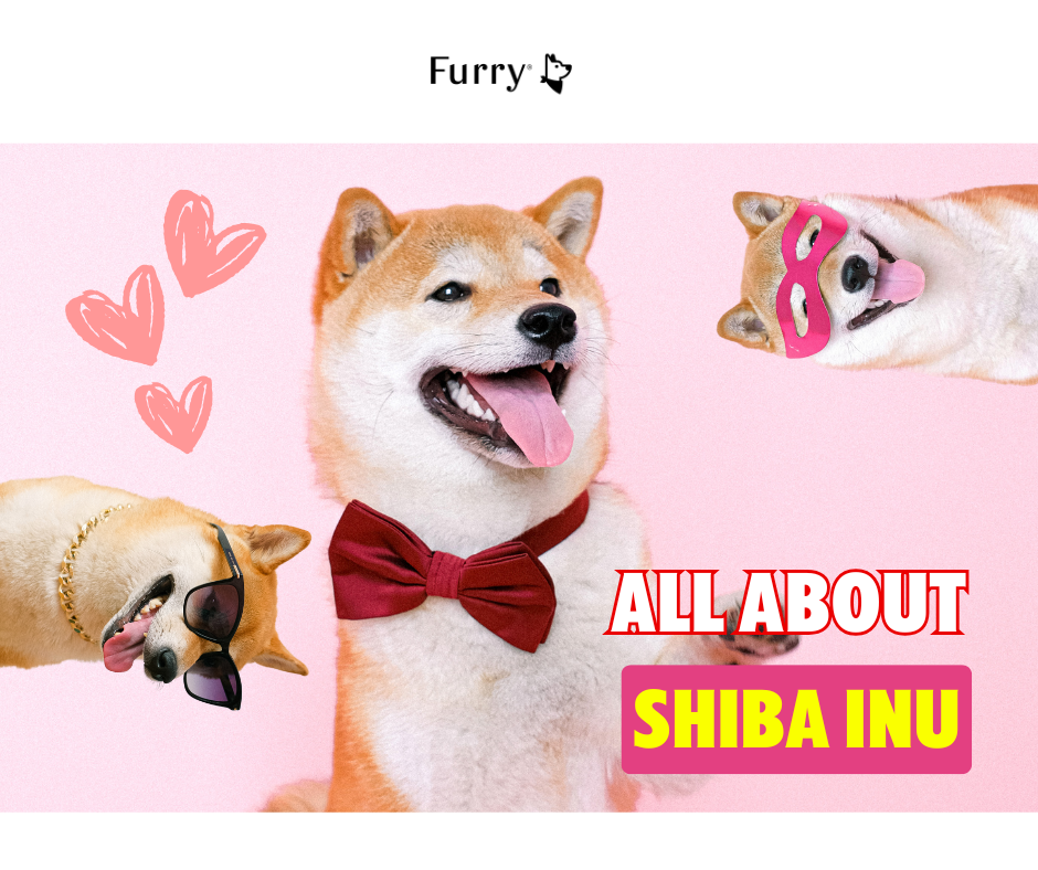 5 Surprising Things About Raising a Shiba Inu That You’ll Love