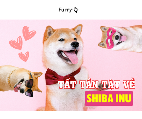 5 Điều Bất Ngờ Khi Nuôi Shiba Inu Mà Bạn Sẽ Thích Thú