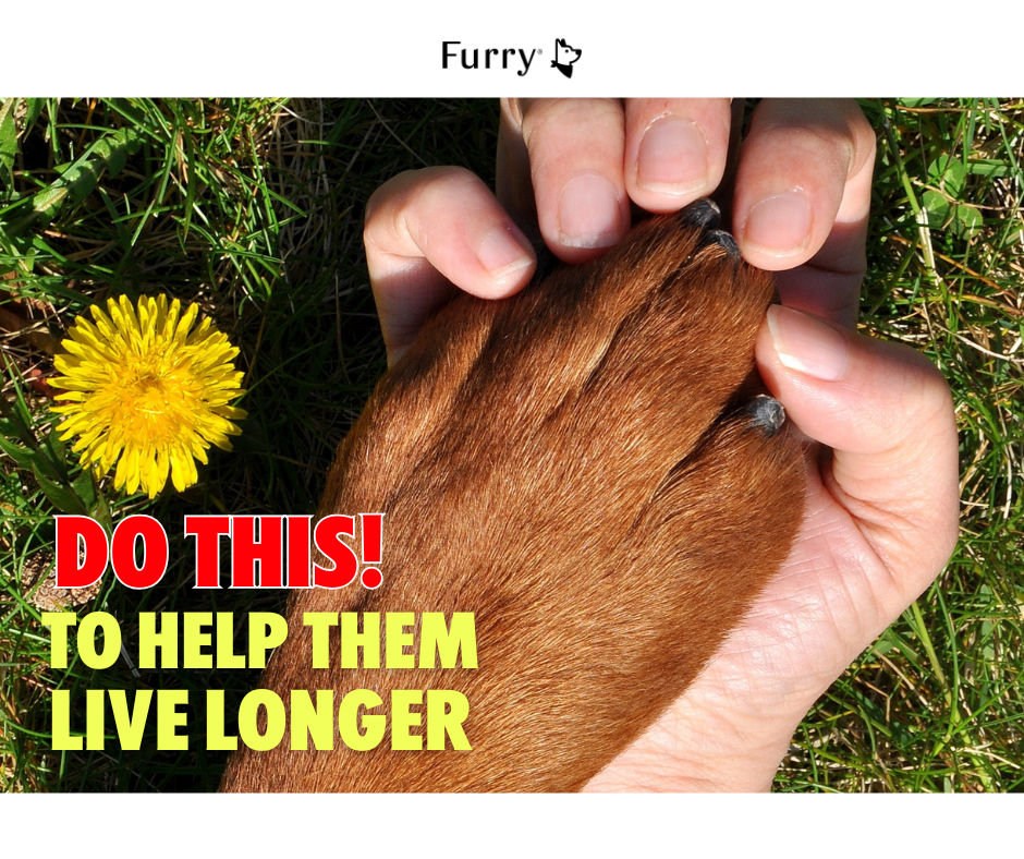 Top 5 Tips to Help Your Dog Live Longer – Simple but Effective