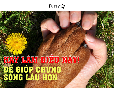 Top 5 Bí Quyết Giúp Chó Cưng Sống Lâu Hơn – Đơn Giản Mà Hiệu Quả