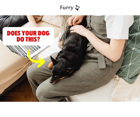 Why Do Dogs Like Resting Their Heads on You? 5 Meanings You Should Know