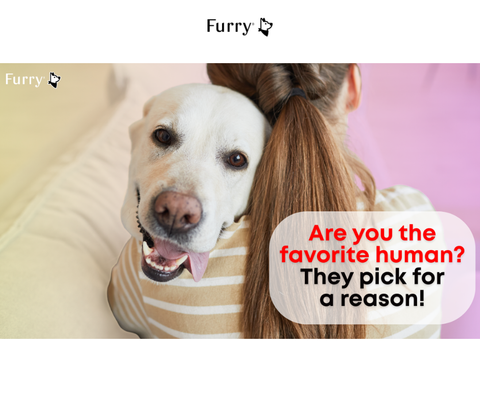 Why Dogs Choose One Favorite Person Over Everyone Else ?