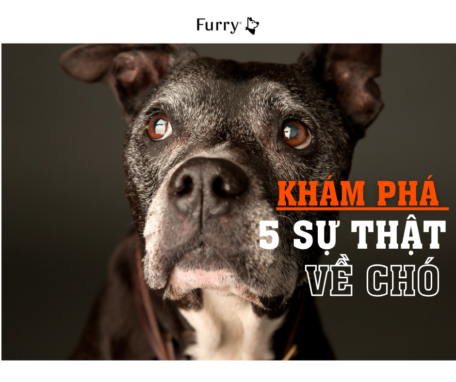 5 Hiểu Lầm Phổ Biến Về Chó – Sự Thật Khiến Bạn Bất Ngờ – Furry