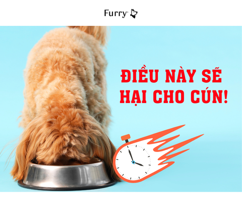 Vì Sao Chó Ăn Nhanh Như Thi Chạy? Sự Thật Ít Ai Biết!