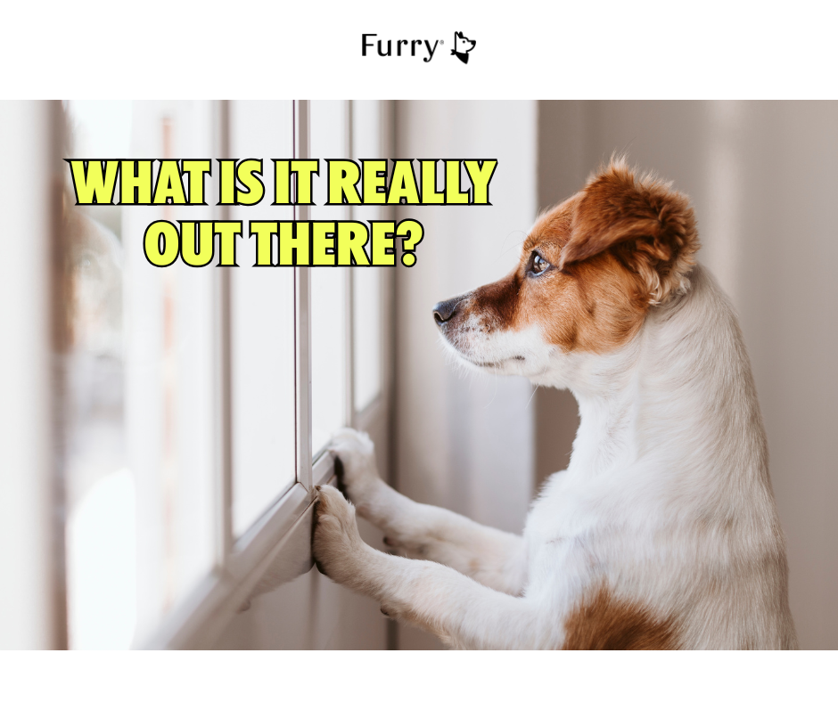 Why Do Dogs Love Staring Out the Window for Hours? 5 Surprising Reasons
