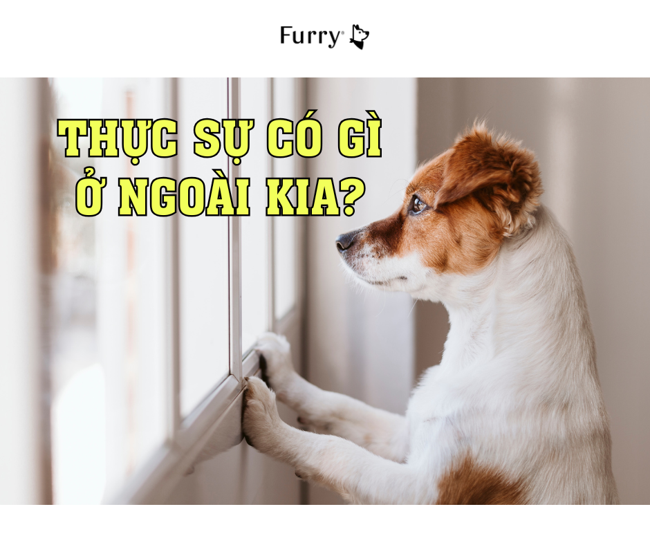 Vì Sao Chó Thích Nhìn Ra Cửa Sổ Hàng Giờ? 5 Lý Do Khiến Bạn Bất Ngờ