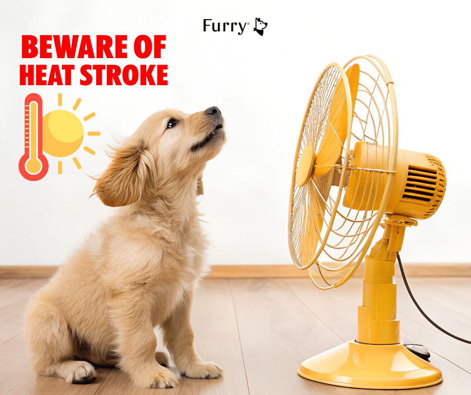 How to Recognize and Treat Dog Heat Stroke Quickly – 5 Extremely Effective Tips