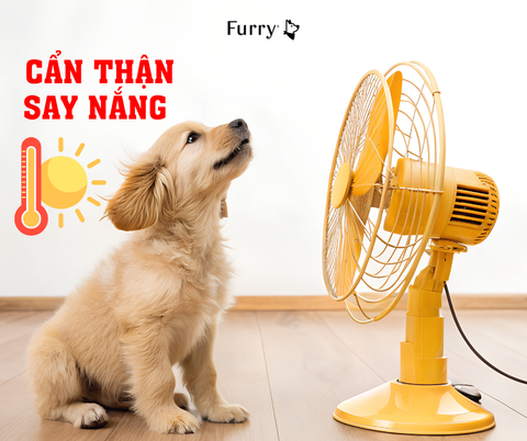 Cách Nhận Biết Chó Bị Sốc Nhiệt Và Xử Lý Nhanh Chóng – 5 Mẹo Cực Kỳ Hiệu Quả