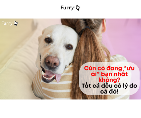 Vì Sao Chó Luôn Có Một “Người Đặc Biệt” Trong Lòng?