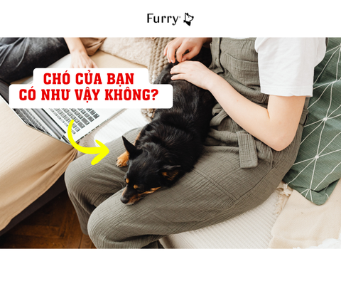 Vì Sao Chó Thích Gác Đầu Lên Người? 5 Ý Nghĩa Bạn Nên Biết