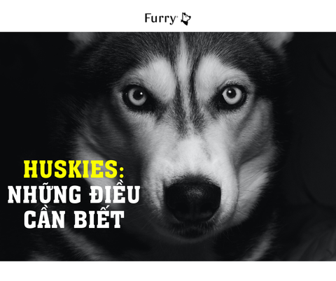 5 Điều Bạn Nên Biết Trước Khi Nuôi Husky