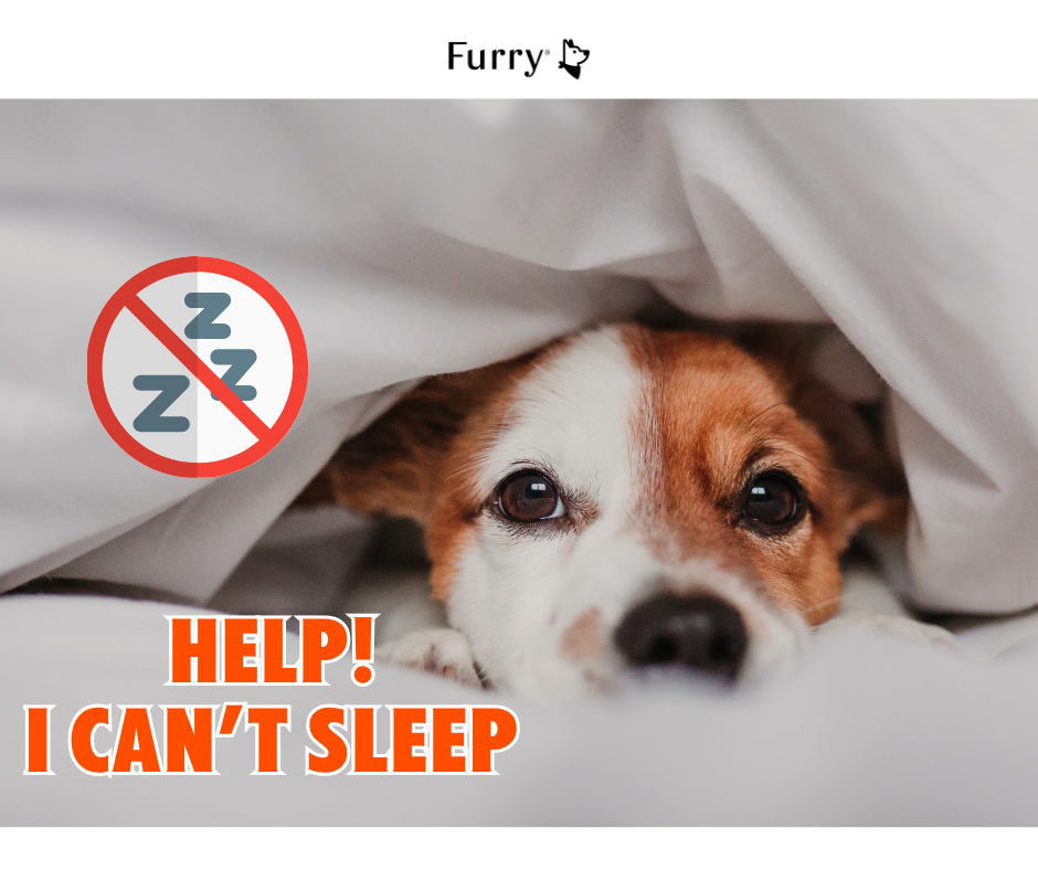 Do Dogs Get Insomnia? 5 Reasons Why Your Dog Can't Sleep & How to Help