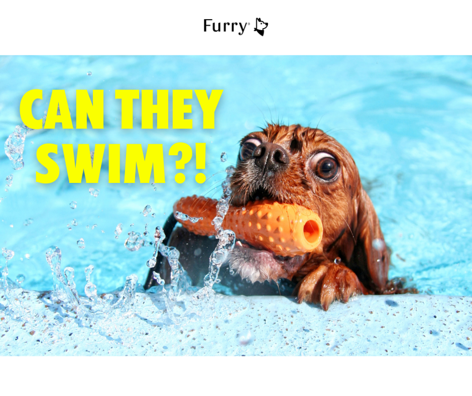 Do Dogs Know How to Swim? Why Are Some Dogs Afraid of Water?