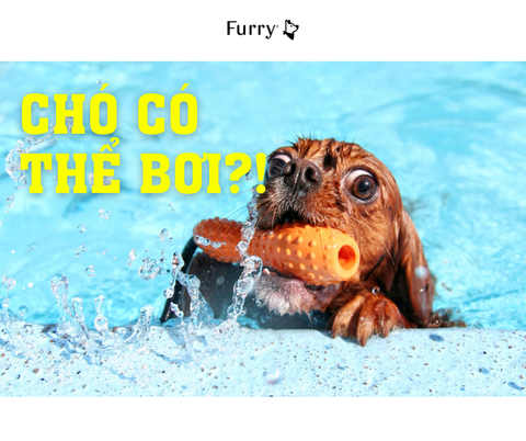 Chó Có Biết Bơi Không? Vì Sao Nhiều Chú Lại Sợ Nước?