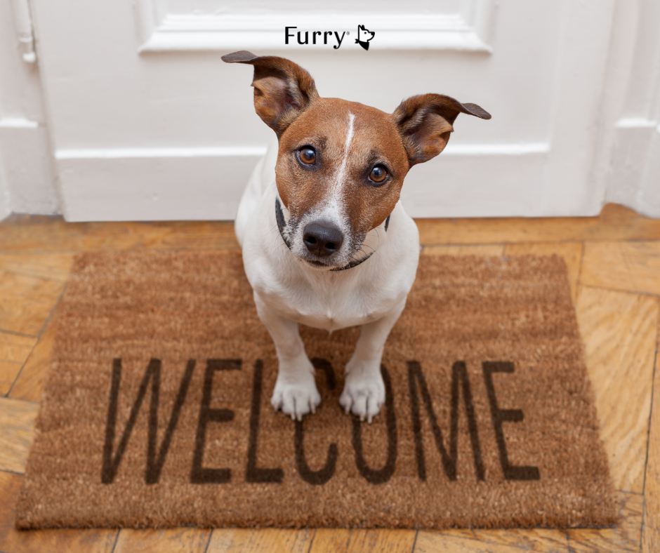 Why Dogs Always Know When You’re Coming Home – 5 Surprising Reasons