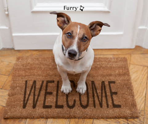 Why Dogs Always Know When You’re Coming Home – 5 Surprising Reasons