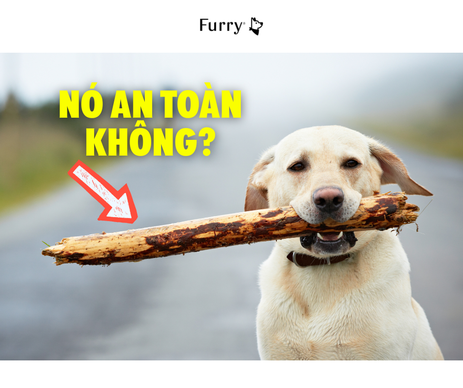 Chó Có Ăn Được Gỗ Không? 5 Tips Bạn Cần Biết