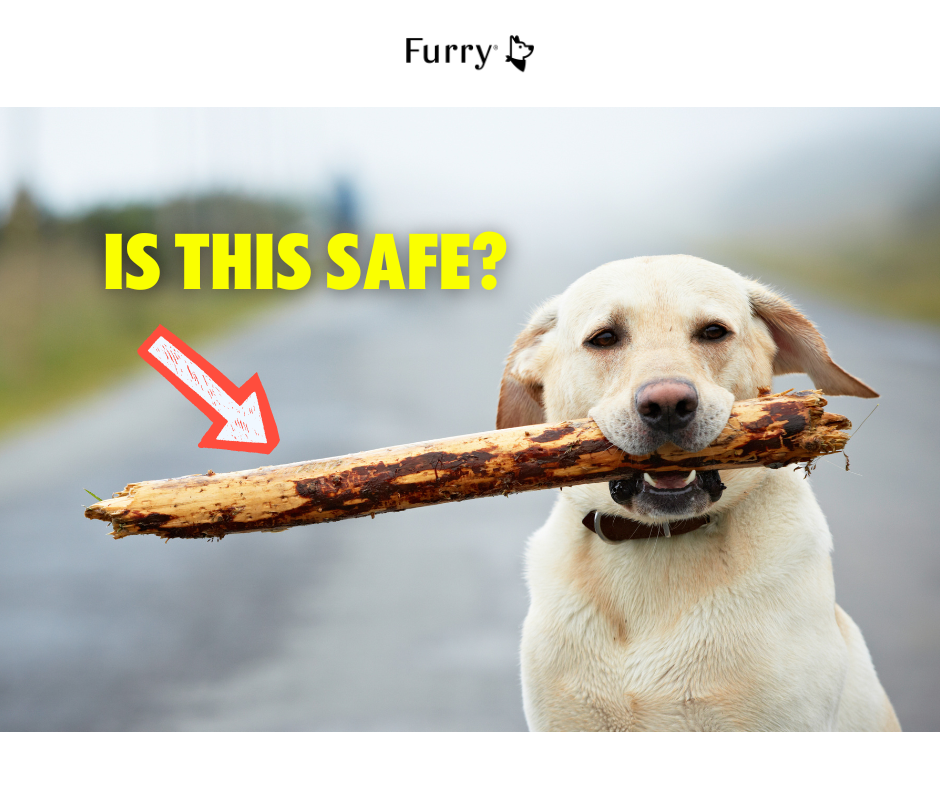 Can Dogs Eat Wood? 5 Tips You Need to Know