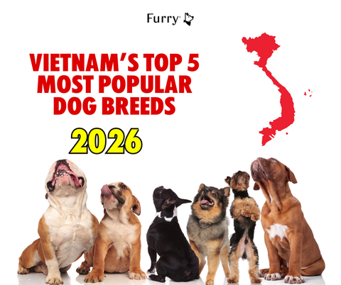 Top 5 Most Popular Pet Dog Breeds in Vietnam (Updated 2025)