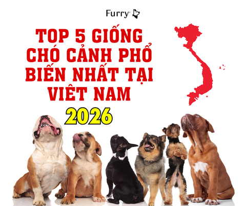 Top 5 Giống Chó Cảnh Được Ưa Chuộng Nhất Tại Việt Nam (Cập Nhật 2026)
