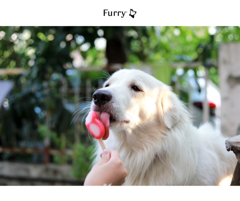 Why Do Dogs Like Cold Food? 5 Scientific Reasons You Should Know