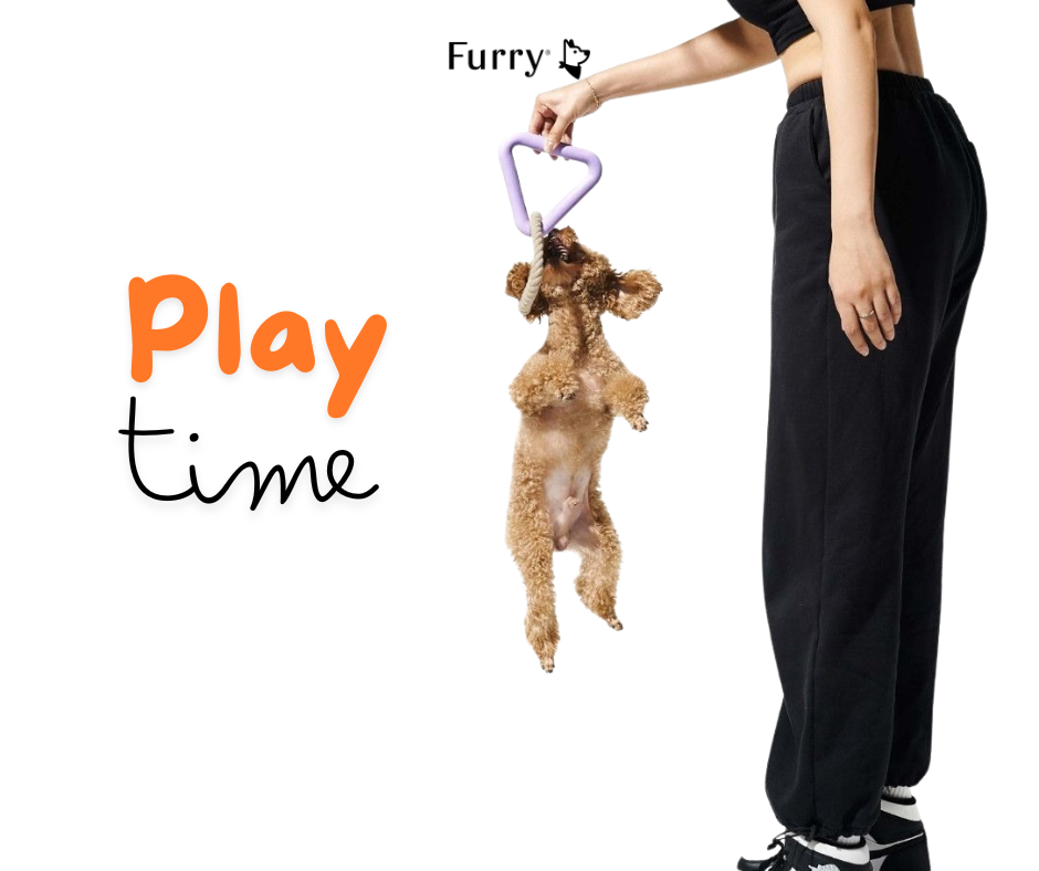 Why Do Dogs Bite Their Toys but Refuse to Let Go? 5 Reasons You Should Know