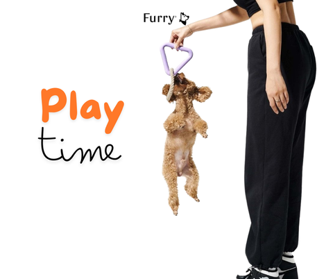 Why Do Dogs Bite Their Toys but Refuse to Let Go? 5 Reasons You Should Know