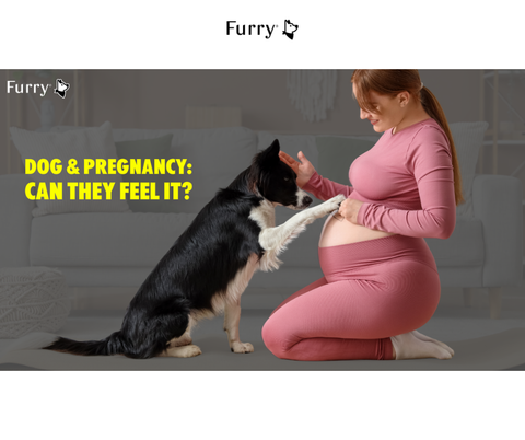 Can Dogs Sense Pregnancy? Real Evidence Explained