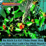 Ba Kích Là Gì? Thần Dược Hay Con Dao Hai Lưỡi Cho Phái Mạnh?