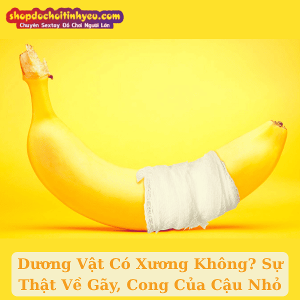 Dương Vật Có Xương Không? Sự Thật Về Gãy, Cong Của Cậu Nhỏ