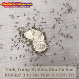 Tinh Trùng Bị Kiến Bâu Có Sao Không? 3 Lý Do Thật & Cách Trị