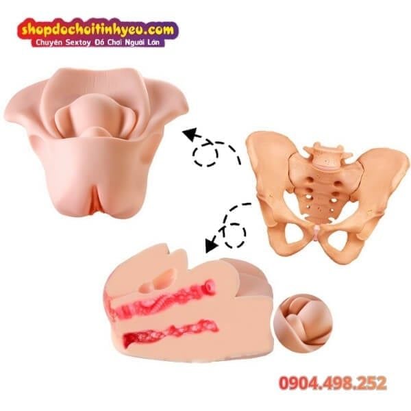 Âm Đạo Tử Cung Giả Thiết Kế Hình Dạng Xương Chậu Nữ Giới