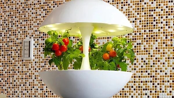 Giải Pháp Trồng Cây Trong Nhà Không Cần Nắng Nhờ Đèn LED Akarina Nhật Bản