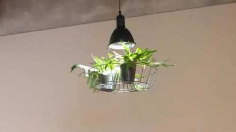 Bí Quyết Chọn Đèn Thả Bàn Ăn Tích Hợp Chậu Cây Green Lighting MotoM Cho Không Gian Xanh