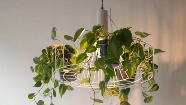 Bí Quyết Bố Trí Đèn Thả Trồng Cây Green Lighting Tạo Mảng Xanh Cho Không Gian