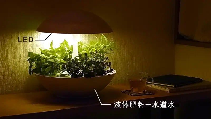 Đèn Trồng Cây Trong Nhà Akarina Motom Chuẩn Nhật Bản: Giải Pháp Trồng Rau & Decor Xanh Thông Minh