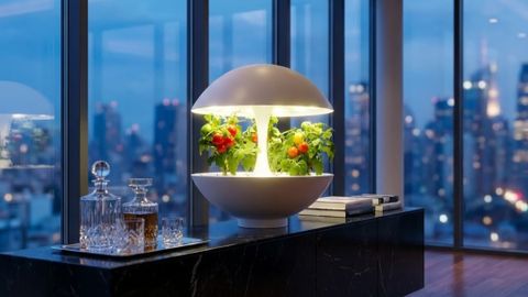 Giải Pháp Chiếu Sáng Đèn Trồng Cây MotoM Cho Căn Hộ 2026
