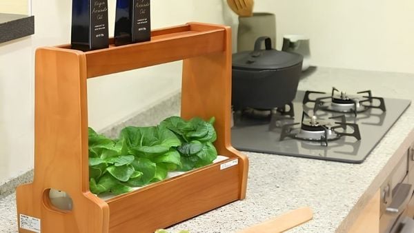 Xu Hướng Đèn LED Quang Hợp Trồng Cây Thủy Canh Trong Nhà Chuẩn Nhật