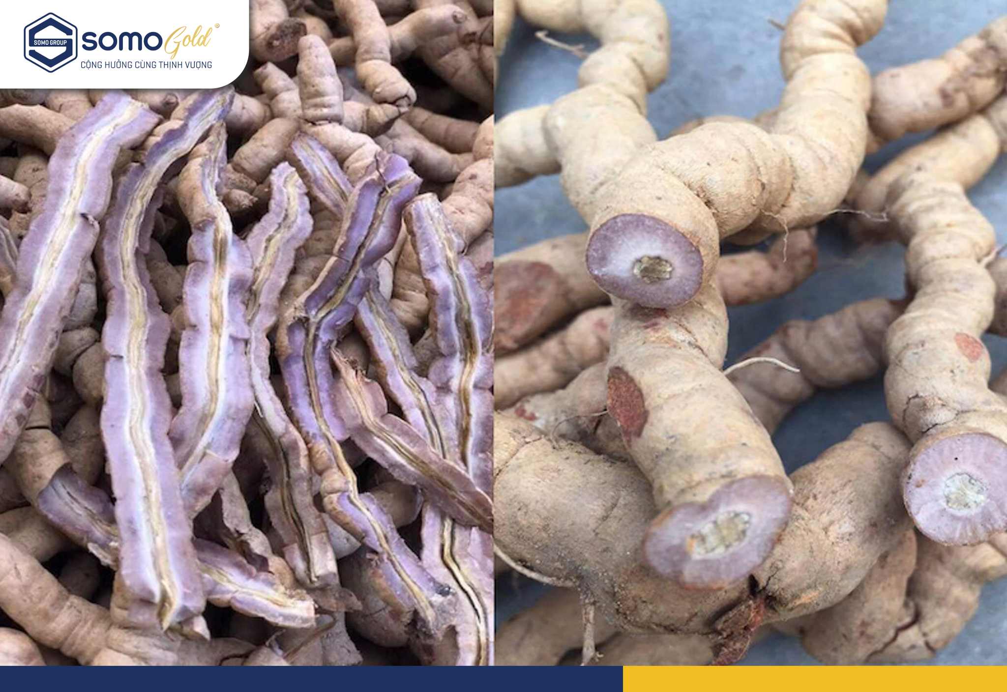 Công dụng của Ba Kích - Bí dược của núi rừng và giá trị cho sức khỏe Việt