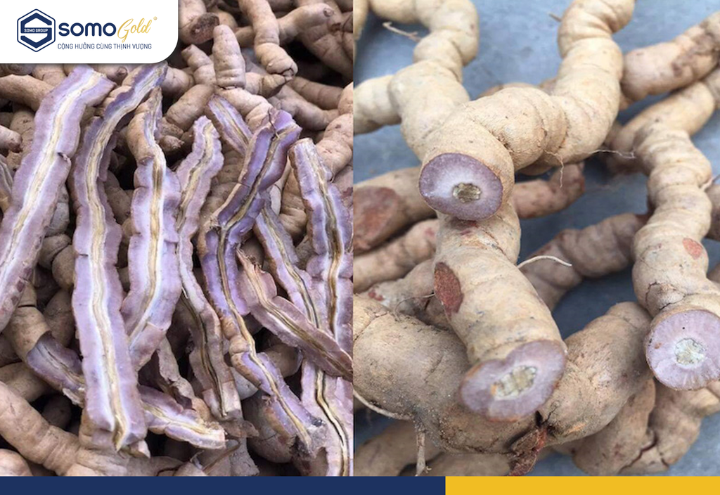 Công dụng của Ba Kích - Bí dược của núi rừng và giá trị cho sức khỏe Việt