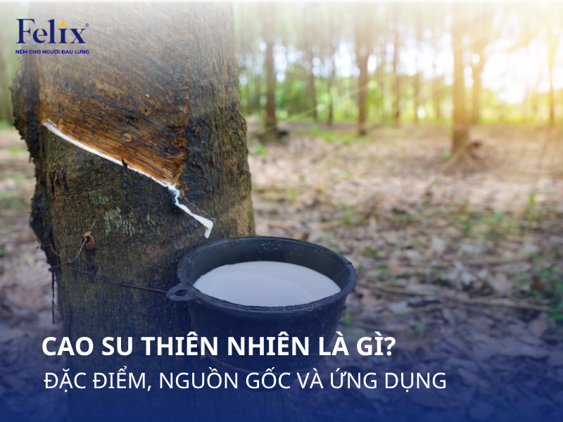 Cao Su Thiên Nhiên Là Gì? Nguồn Gốc, Đặc Điểm Và Ứng Dụng