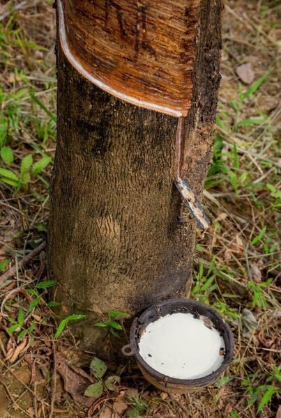 Nguyên liệu mủ cao su thiên nhiên